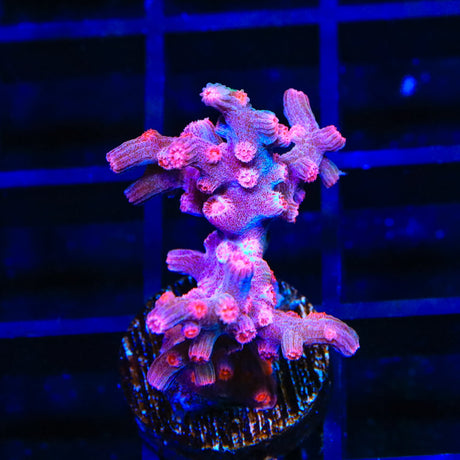 Pink Branching Cyphastrea Coral