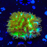 TSA Gamma Knife Hydnophora Coral