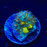 TSA Seaside Galaxea Coral