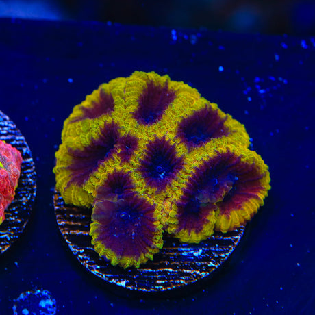 TSA Wolverine Favia Coral