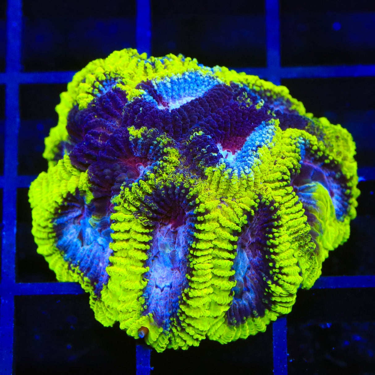 TSA Black Mamba Favia Coral