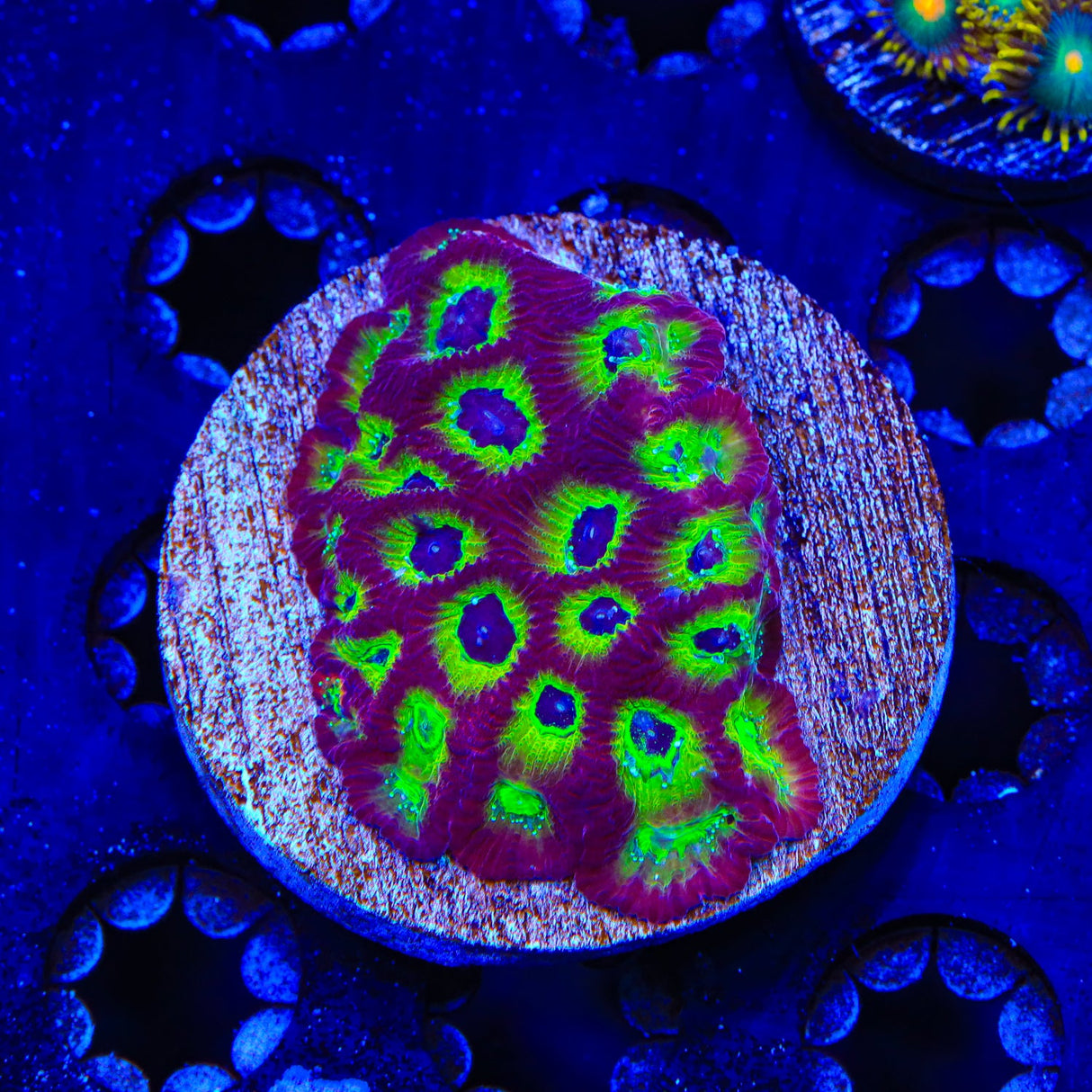 RR Spicy Lemon Favia Coral