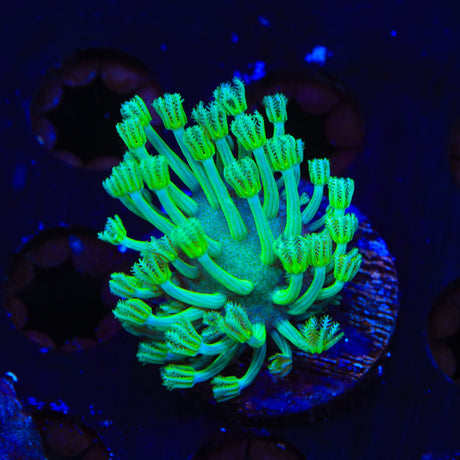 Green Long Polyp Toadstool Coral