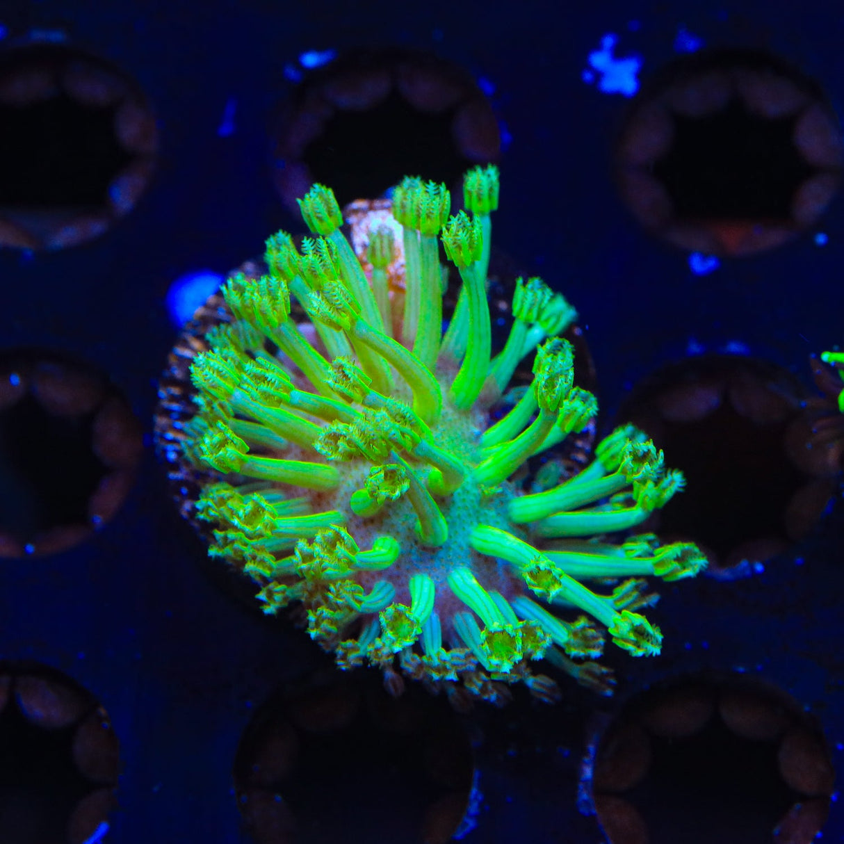 Green Long Polyp Toadstool Coral