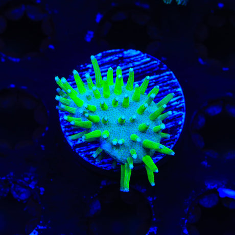 TSA Glowworm Toadstool Coral