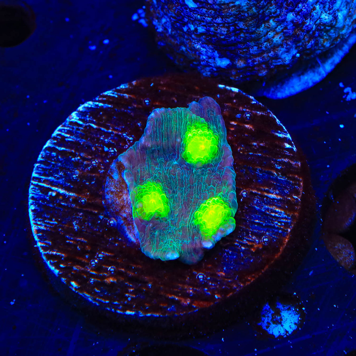 Hollywood Stunner Chalice Coral - Top Shelf Aquatics