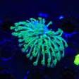 Green Long Polyp Toadstool Coral