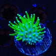 TSA Glowworm Toadstool Coral