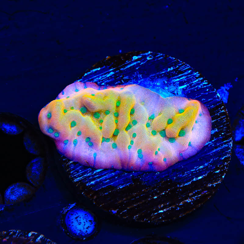 TSA Pink Halo Montipora Coral