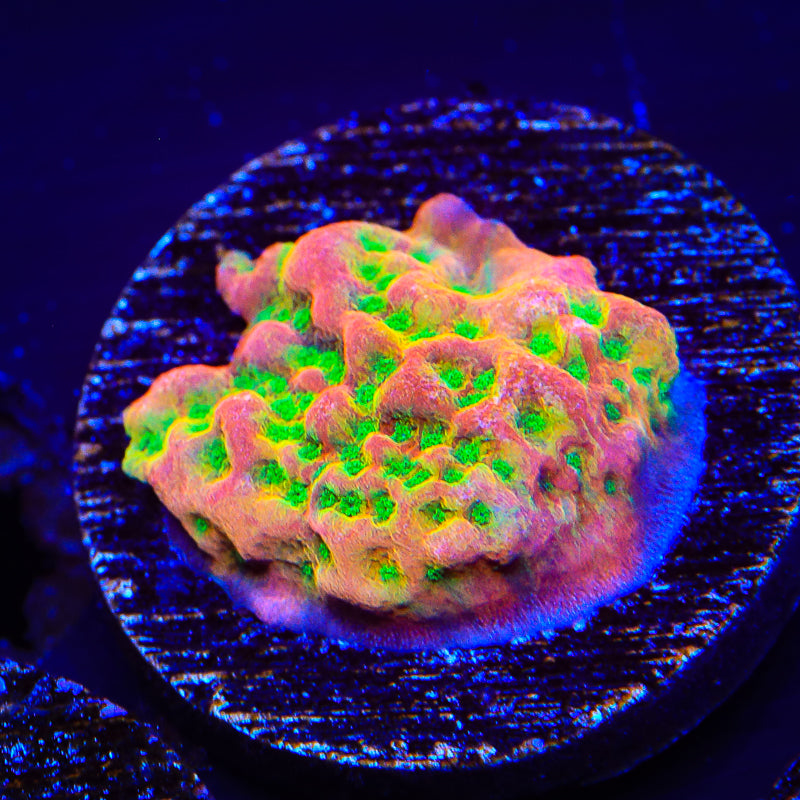 TSA Sugar High Montipora Coral