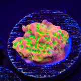 TSA Sugar High Montipora Coral