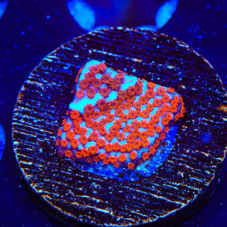 Superman Montipora Coral - Top Shelf Aquatics