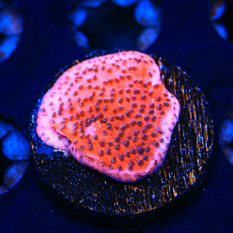 Atardecer Místico Montipora Coral