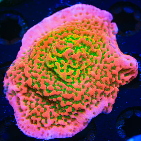 TSA Sugar High Montipora Coral