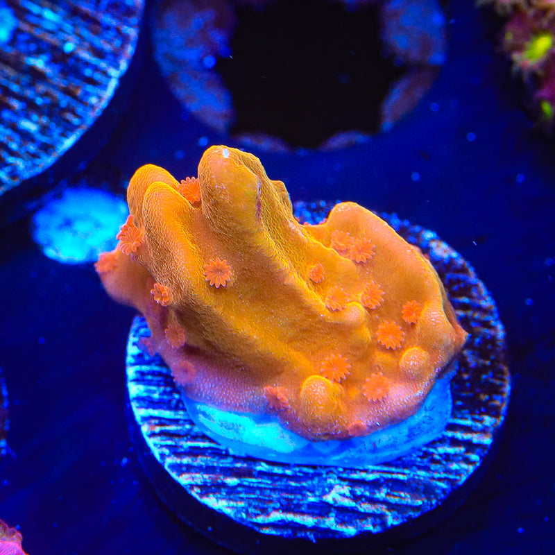 TSA Orange Peel Setosa Montipora Coral