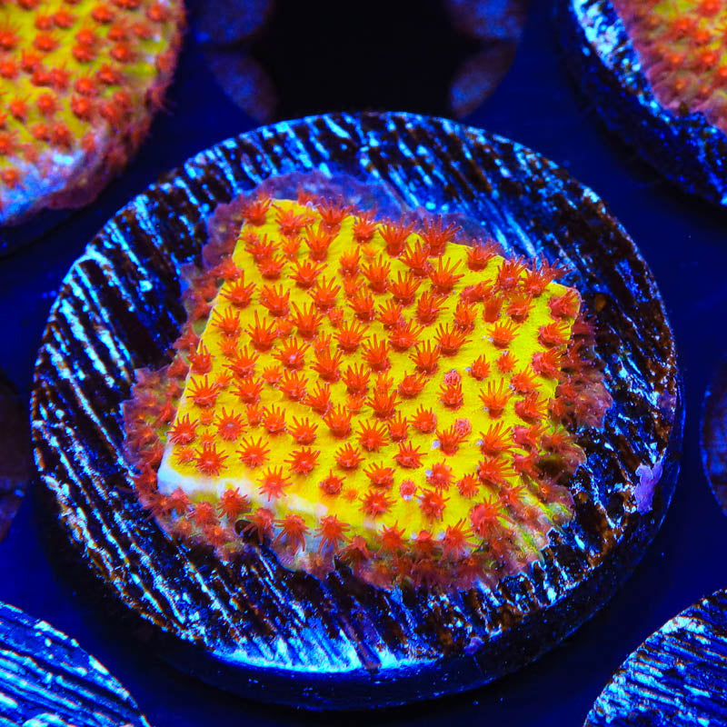 JF Burning Banana Stylocoeniella Coral