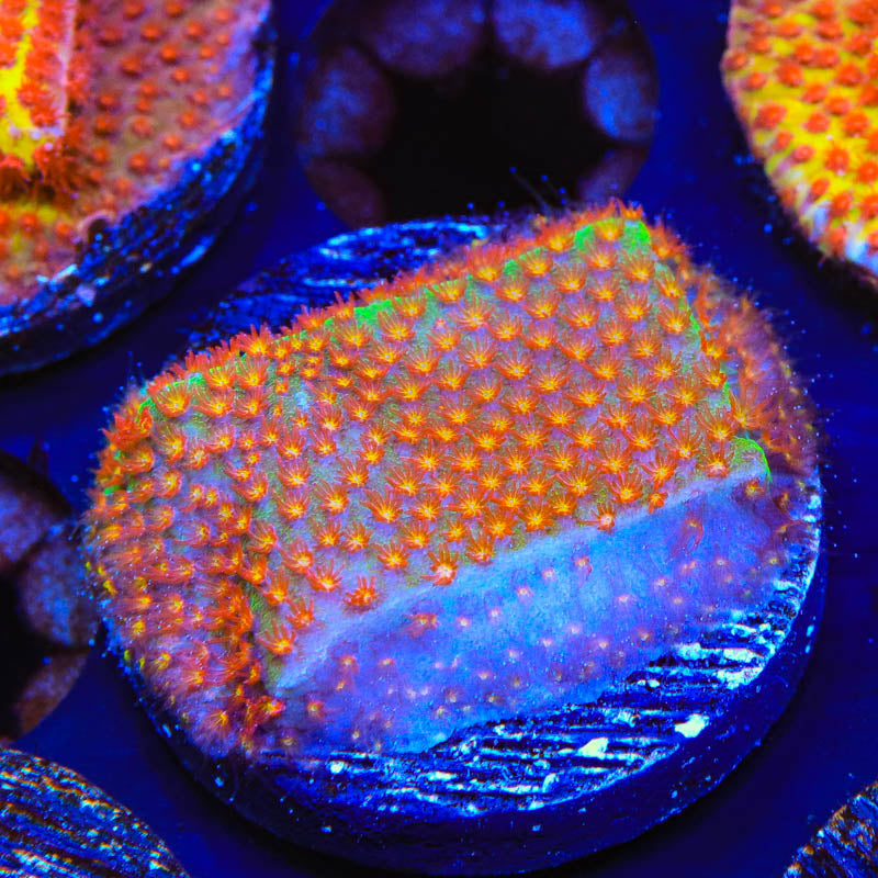 SR Supreme Stylocoeniella Coral