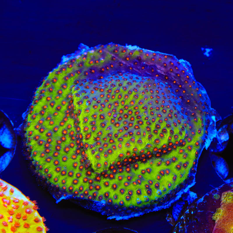 SR Supreme Stylocoeniella Coral