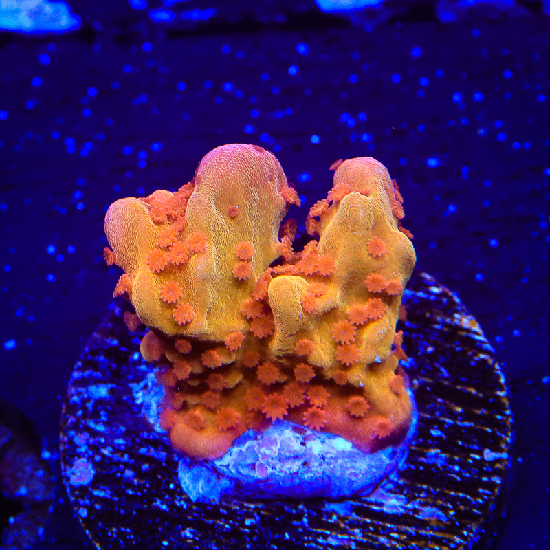 TSA Orange Peel Setosa Montipora Coral