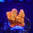TSA Orange Peel Setosa Montipora Coral - Top Shelf Aquatics