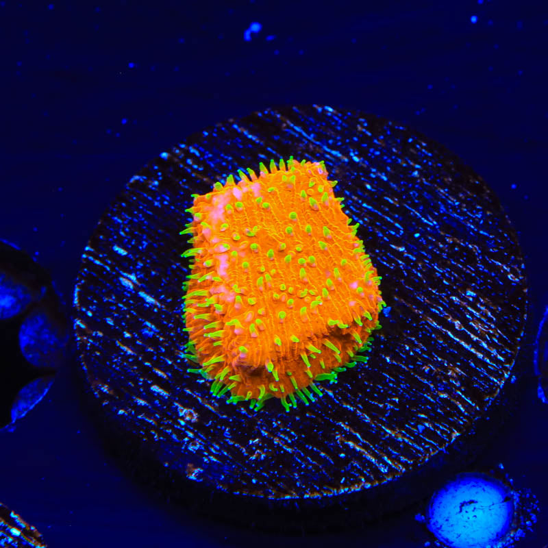 TSA Thornberry Lithophyllon Coral - Top Shelf Aquatics