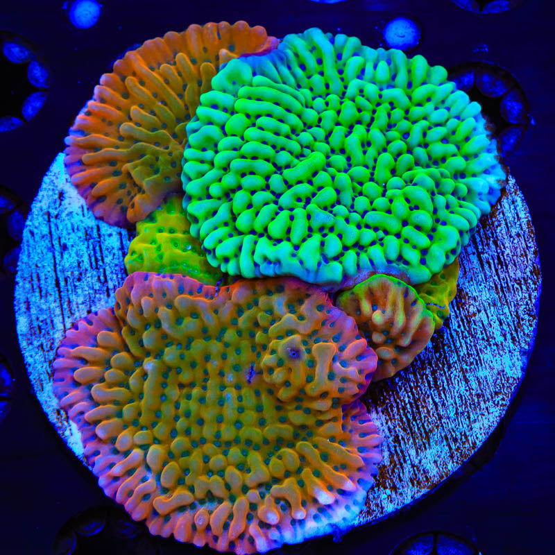 TSA Montipora Combo Plate Coral