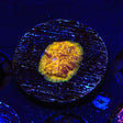 TSA Goldschlager Leptoseris Coral - Top Shelf Aquatics