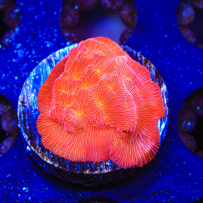 TSA Blood Simple Leptoseris Coral