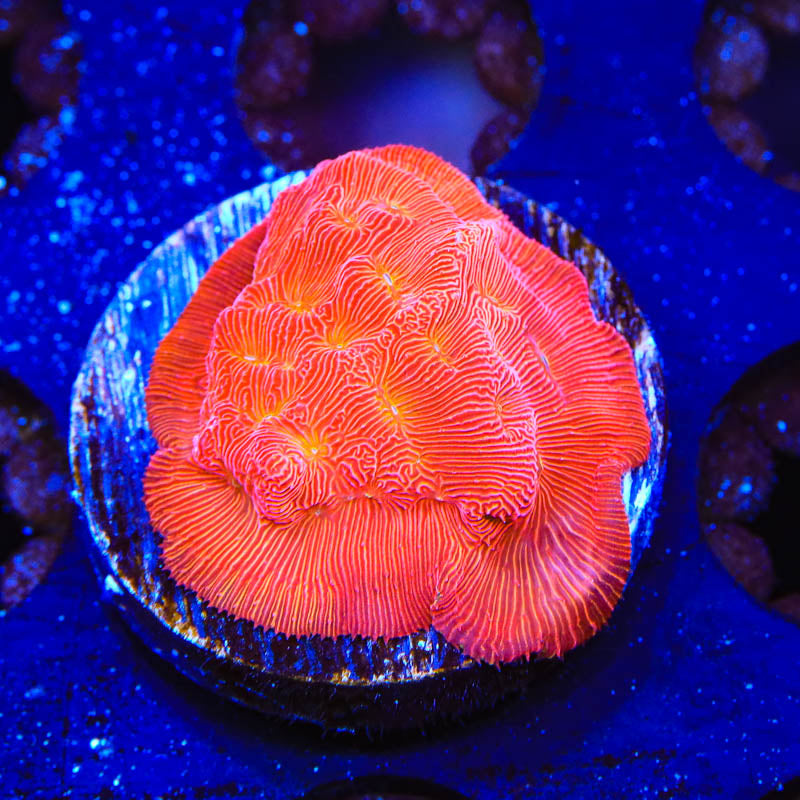 TSA Blood Simple Leptoseris Coral - Top Shelf Aquatics