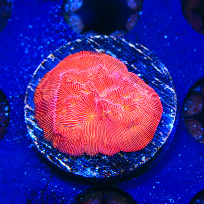 TSA Blood Simple Leptoseris Coral