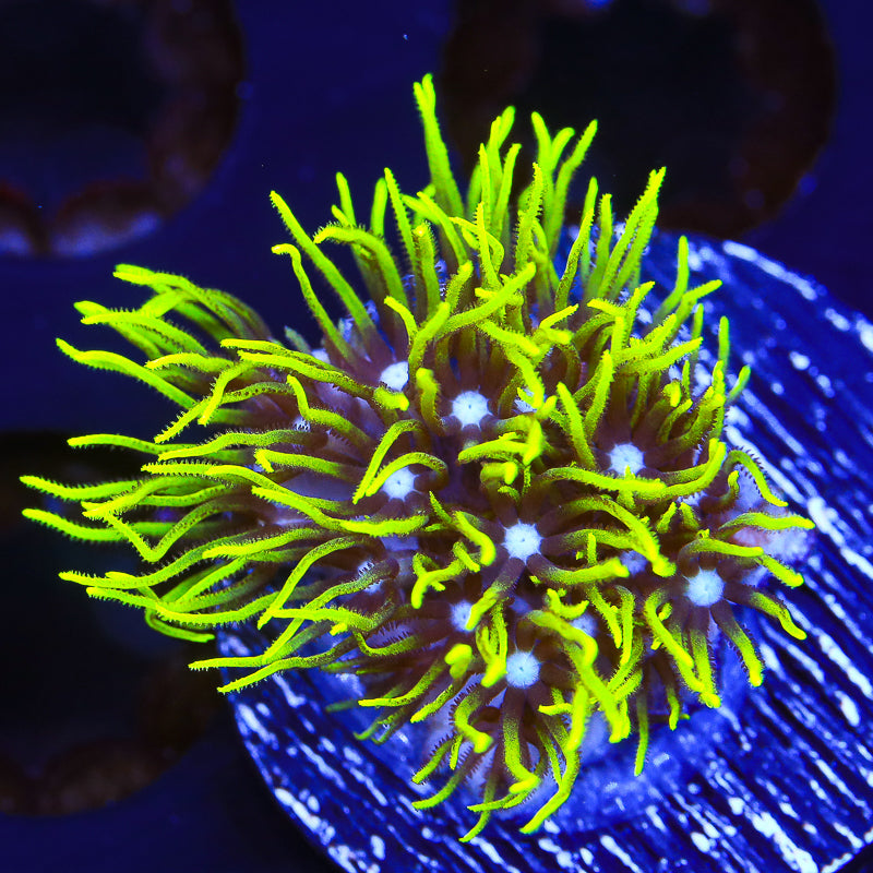 Blue Eye Star Polyps Coral