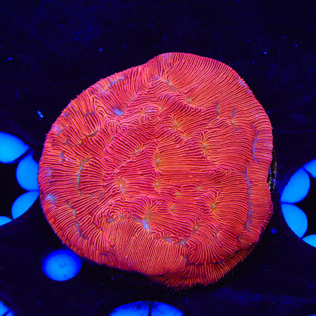 TSA Blood Simple Leptoseris Coral - (Almost WYSIWYG) - Top Shelf Aquatics 