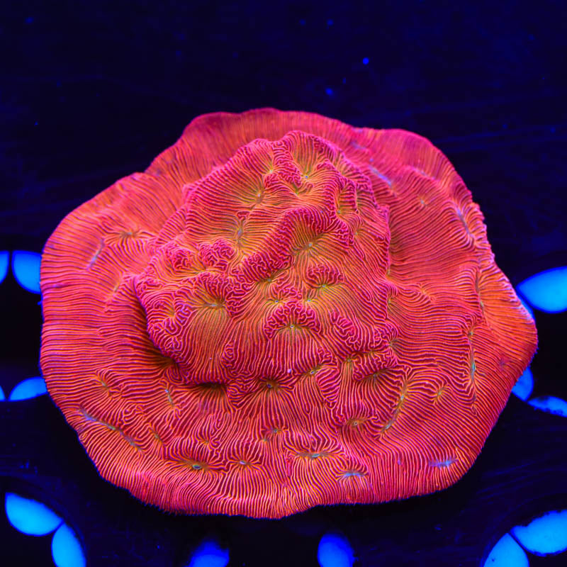 TSA Blood Simple Leptoseris Coral