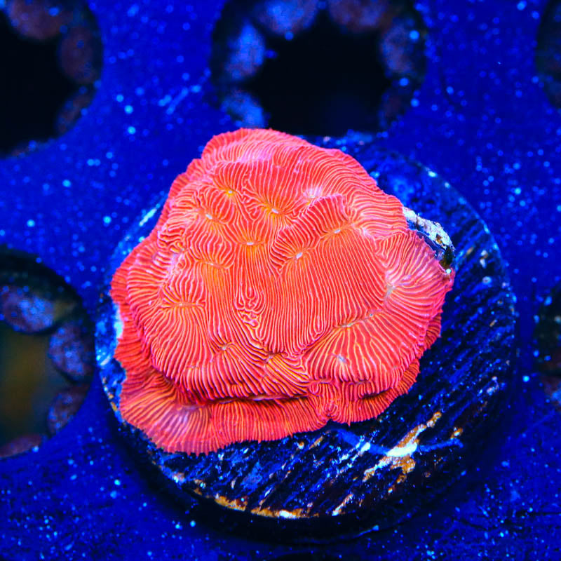 TSA Blood Simple Leptoseris Coral - Top Shelf Aquatics