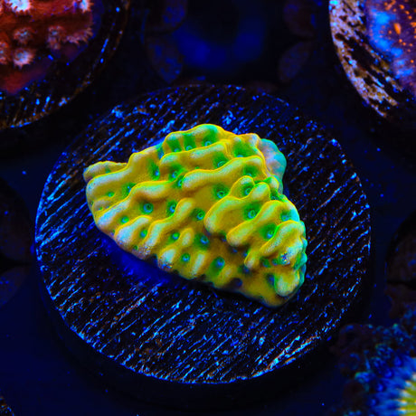 TSA Emerald City Montipora Coral