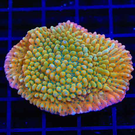 TSA Kaboom Montipora Coral Colony