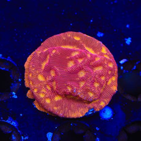 JF Lunar Landing Leptoseris Coral