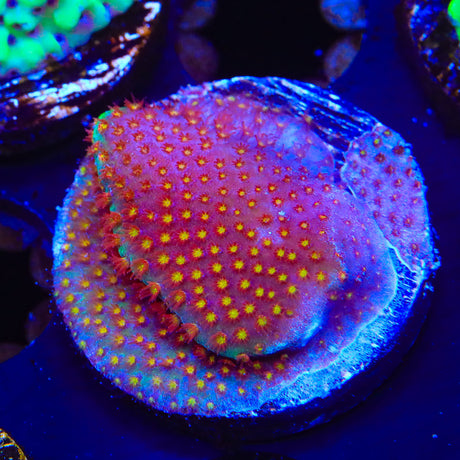 SR Supreme Stylocoeniella Coral