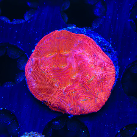 TSA Blood Simple Leptoseris Coral