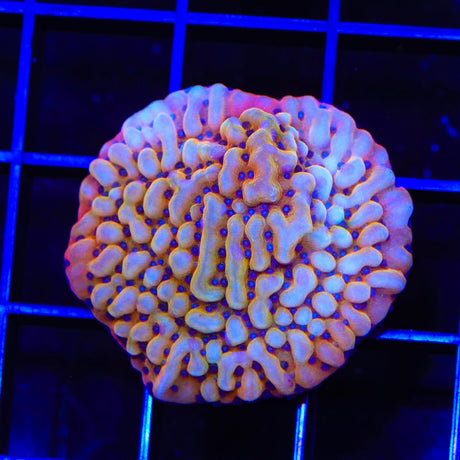 TSA Mango Tango Montipora Coral