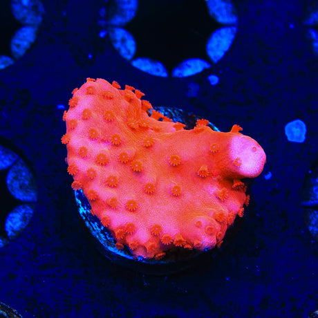 Red Setosa Montipora Coral