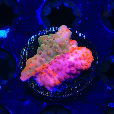 TSA Fruit Swirl Tricolor Grafted Setosa Montipora Coral