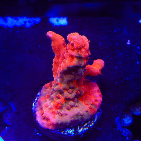 TSA Tequila Sunrise Grafted Setosa Montipora Coral