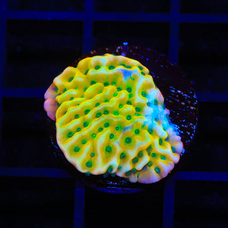 JF Beach Bum Montipora Coral