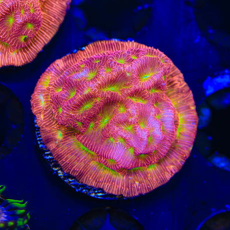 JF Jack O Lantern Leptoseris Coral