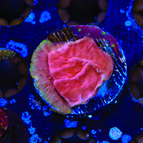 JF Klepto Lepto Leptoseris Coral