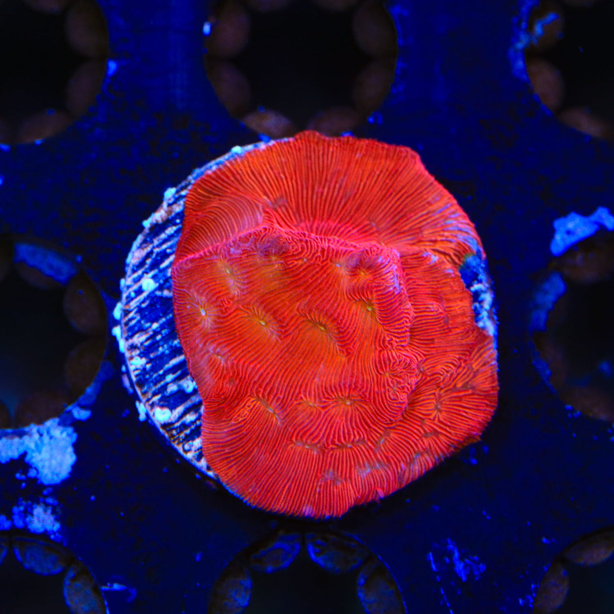 TSA Blood Simple Leptoseris Coral