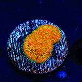 TSA Thornberry Lithophyllon Coral