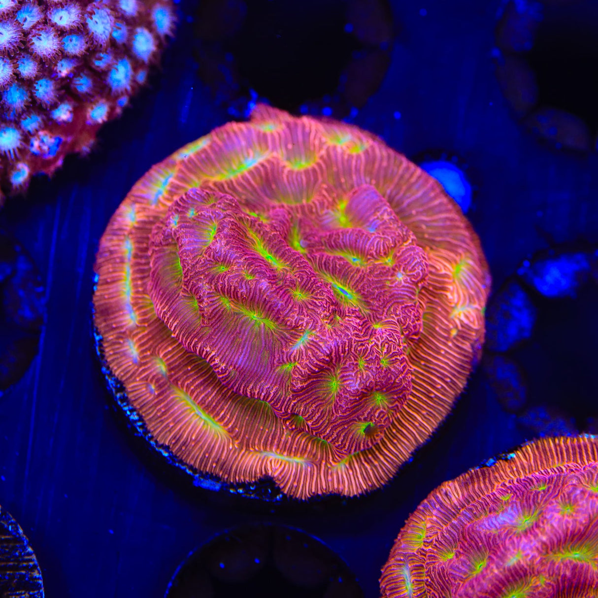 JF Jack O Lantern Leptoseris Coral