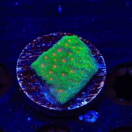 Superstitious Psammocora Coral